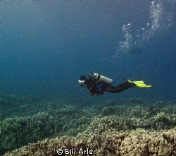 Robyn.  Dive leader with Kohala Divers on the Big Island,... by Bill Arle 